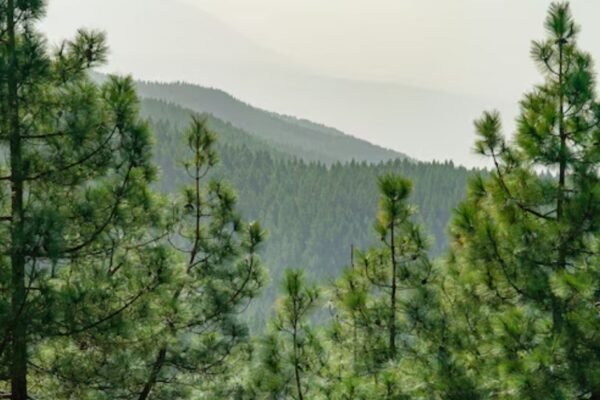 Weeds in Pine Trees