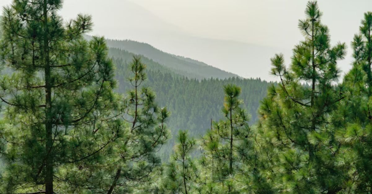 Weeds in Pine Trees